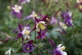 Aquilegia vulgaris, columbine European crowfoot and granny`s bonnet. Tender summer purple flowers with white petals in the Royalty Free Stock Photo