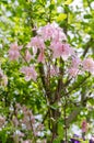 Aquilegia Vulgaris Columbine Grannys Bonnet Flowers Vertical From Below Royalty Free Stock Photo