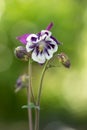 Aquilegia vulgaris (Common columbine)