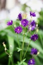 Aquilegia vulgaris Double Clementine Purple Flowers Royalty Free Stock Photo