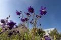 Aquilegia vulgaris flower blue barlow in garden