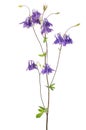 Aquilegia vulgaris flower