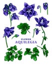 Aquilegia vulgaris flower sketch color