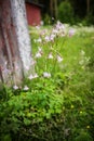 Aquilegia vulgaris flowers in the finnish wild garden