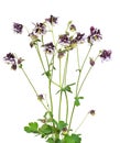 Aquilegia vulgaris flowers on white background Royalty Free Stock Photo