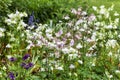 Aquilegia vulgaris `Munstead White` Royalty Free Stock Photo