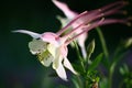 Aquilegia white with pink.