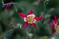 Aquilegia white-red flower, top view, close-up, selective focus