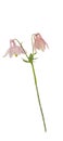 Aquilegia - wild flower on a white background