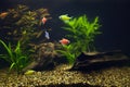 Aquirium with multicolored tropical fishes, tetras of different colors