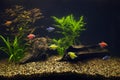 Aquirium with multicolored tropical fishes, tetras of different colors