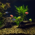 Aquirium with multicolored tropical fishes, tetras of different colors