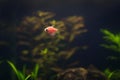 Aquirium with pink tropical fish, pink tetra