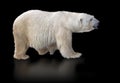 Polar bear isolated on black background Royalty Free Stock Photo