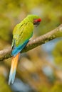 Ara ambigua, Green parrot Great-Green Macaw on tree. Wild rare bird in the nature habitat, sitting on the branch in Costa Rica.