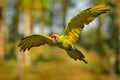 Ara ambigua, green parrot Great-Green Macaw on tree. Wild rare bird in the nature habitat, sitting on the branch in Costa Rica.