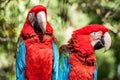 Colorful parrot macaw Royalty Free Stock Photo