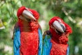 Colorful parrot macaw Royalty Free Stock Photo