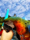 Ara Ararauna,blue Red yellow gold macaw kiss hand under the sky Royalty Free Stock Photo