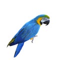 Ara Ararauna. Blue-yellow Macaw Parrot. Isolated On The White