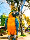 Ara ararauna. Blue-yellow macaw parrot portrait. Ara macaw parrot Royalty Free Stock Photo