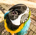 Ara ararauna. Blue-yellow macaw parrot portrait. Ara macaw parrot Royalty Free Stock Photo