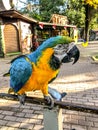 Ara ararauna. Blue-yellow macaw parrot portrait. Ara macaw parrot