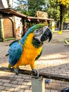 Ara ararauna. Blue-yellow macaw parrot portrait. Ara macaw parrot