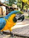 Ara ararauna. Blue-yellow macaw parrot portrait. Ara macaw parrot