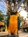 Ara ararauna. Blue-yellow macaw parrot portrait. Ara macaw parrot Royalty Free Stock Photo