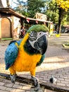 Ara ararauna. Blue-yellow macaw parrot portrait. Ara macaw parrot