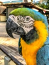 Ara ararauna. Blue-yellow macaw parrot portrait. Ara macaw parrot Royalty Free Stock Photo