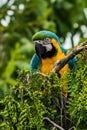 Ara ararauna. Blue-yellow macaw parrot portrait Royalty Free Stock Photo