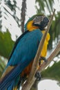 Ara ararauna on the branch. Blue and yellow macaw sitting on a tree. Macaw parrot Royalty Free Stock Photo