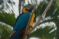 Ara ararauna on the branch. Blue and yellow macaw sitting on a tree. Macaw parrot Royalty Free Stock Photo