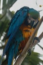 Ara ararauna on the branch. Blue and yellow macaw sitting on a tree. Macaw parrot Royalty Free Stock Photo