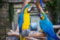 Ara Ararauna. Two Blue-yellow Macaw Parrots On Tree Branch. Ara Macao Parrots In Zoo.