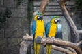 Ara ararauna. Two Blue-yellow macaw parrots on tree branch. Ara macao parrots in zoo. Royalty Free Stock Photo