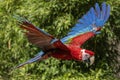 Ara Chloroptera colorful parrot flying Royalty Free Stock Photo