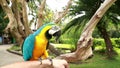 Ara glaucogularis sitting on his hands. A man plays with a Blue Throated Macaw. A Caninde macaw parrot with a beak