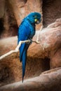 ara hyacint in the zoo Royalty Free Stock Photo
