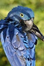 Ara hyacinthe Royalty Free Stock Photo