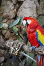 Ara macao Portrait of colorful Scarlet Macaw parrot against jungle background, zoo mexico Royalty Free Stock Photo