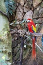 Ara macao Portrait of colorful Scarlet Macaw parrot against jungle background, zoo mexico Royalty Free Stock Photo