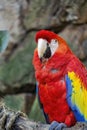 Ara macao Portrait of colorful Scarlet Macaw parrot against jungle background, zoo mexico Royalty Free Stock Photo