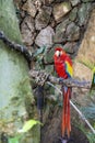 Ara macao Portrait of colorful Scarlet Macaw parrot against jungle background, zoo mexico Royalty Free Stock Photo