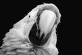 Ara Macaw Monochrome