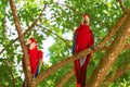 ara macaw parrot bird on twig. ara macaw parrot outdor. ara macaw parrot outside. Royalty Free Stock Photo