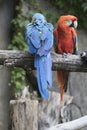 Ara macaw parrot Royalty Free Stock Photo