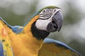 Ara macaw parrot Royalty Free Stock Photo